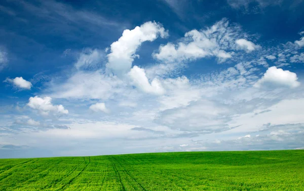 Zielone Pole Błękitne Niebo — Zdjęcie stockowe
