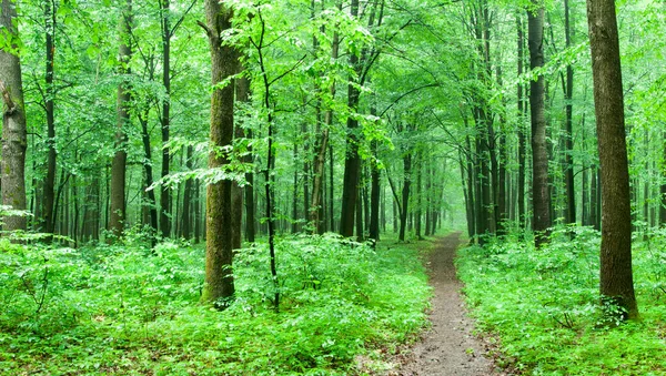 Зеленый Лес Летом — стоковое фото