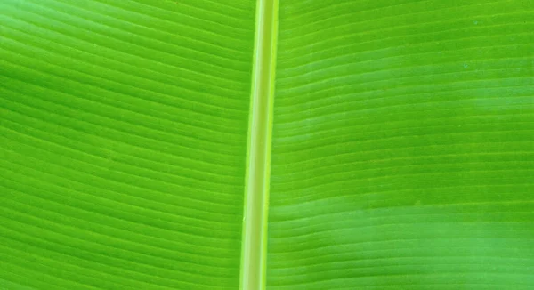 Зеленый Лист Текстуры Растения Крупным Планом — стоковое фото