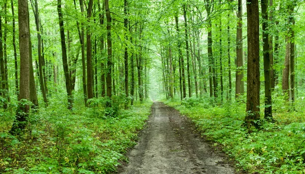Grön Skog Sommaren — Stockfoto