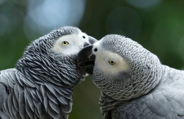 Papağan kuşu tünekte oturuyor.