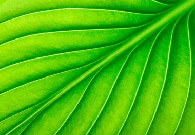  arkaplan olarak yeşil yaprak