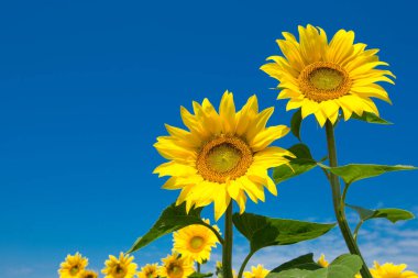 Bulutlu mavi gökyüzü olan ayçiçeği tarlası