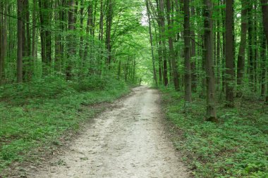 Orman ağaçları. doğa yeşil ahşap güneş ışığı arka planı