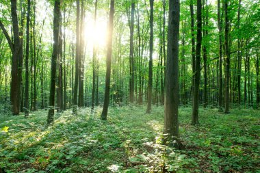 Orman ağaçları. doğa yeşil ahşap güneş ışığı arka planı