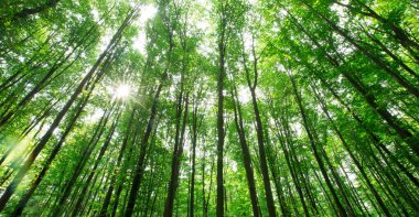 Orman ağaçları. doğa yeşil ahşap güneş ışığı arka planı