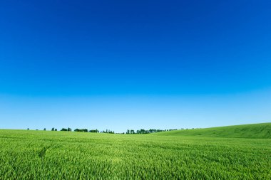 Çimenler ve mükemmel gökyüzü.