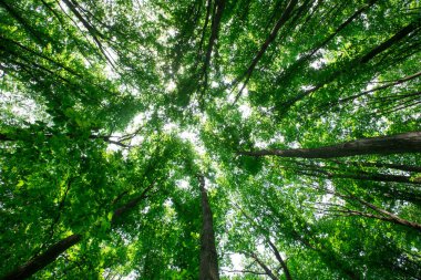 Orman ağaçları. doğa yeşil ahşap güneş ışığı arka planı