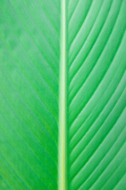  arkaplan olarak yeşil yaprak