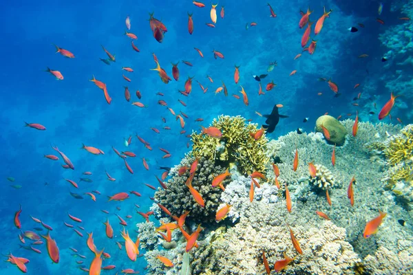 Kopya alanı olan sakin sualtı sahnesi