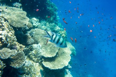Kopya alanı olan sakin sualtı sahnesi