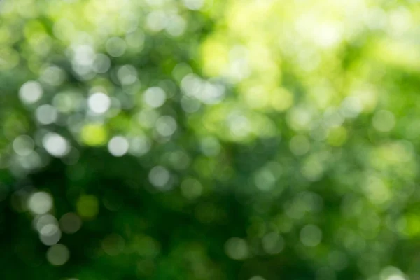 Yeşil Bokeh Arka Plan Güneş Işığı — Stok fotoğraf