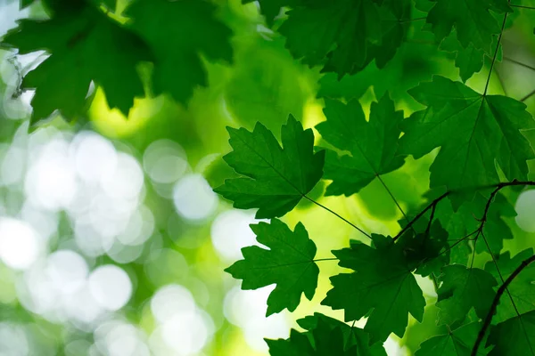 Zielone Liście Tło Słoneczny Dzień — Zdjęcie stockowe