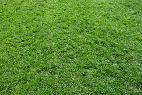 Grasstruktur Von Einem Feld — Stockfoto