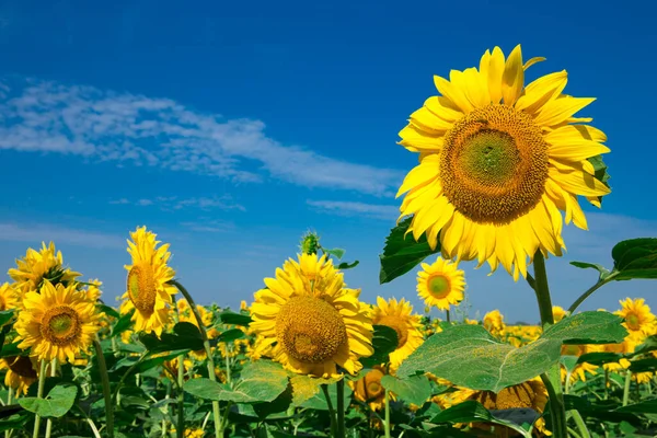 Gelbe Sonnenblume Über Blauem Himmel — Stockfoto