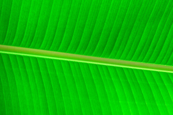  зеленый лист в качестве фона