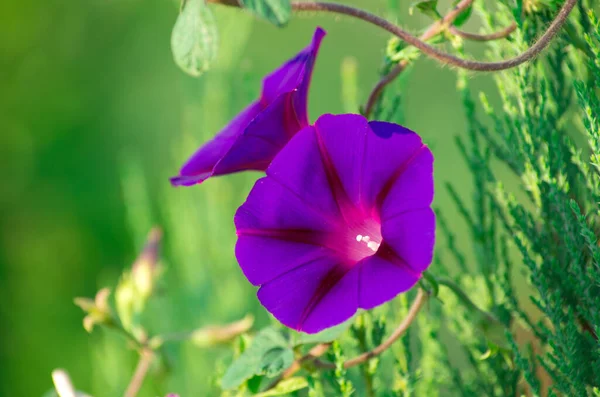 Lovely Purple Flowers Green Background — Stockfoto
