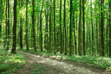Orman ağaçları. doğa yeşil ahşap güneş ışığı arka planı