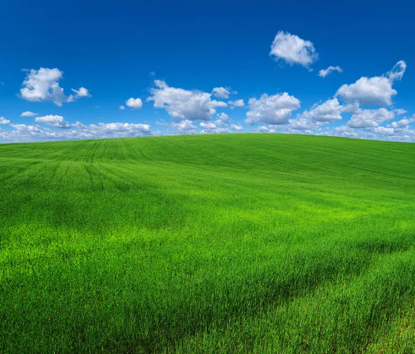 Field Grass Perfect Sky — Stock Photo, Image