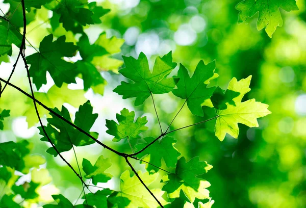 Зеленые Листья Фона Солнечный День — стоковое фото