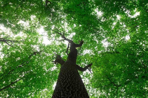 Florestas Natureza Verde Madeira Fundos Luz Solar — Fotografia de Stock