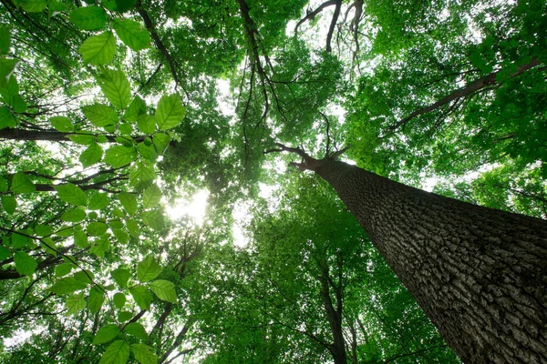 의나무들 자연의 — 스톡 사진
