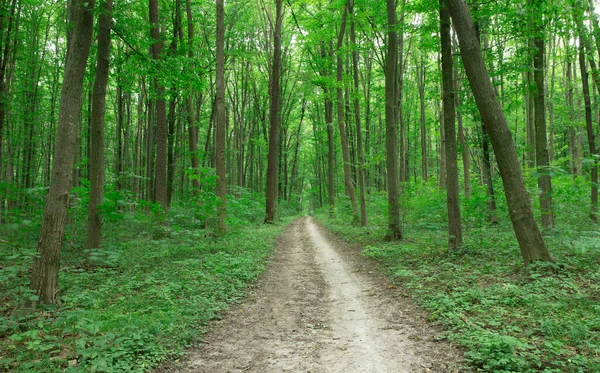 Orman Ağaçları Doğa Yeşil Ahşap Güneş Işığı Arka Planı — Stok fotoğraf
