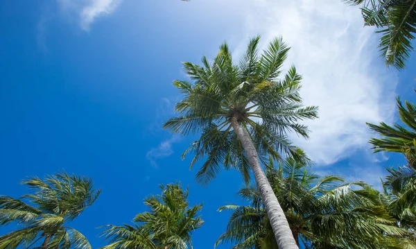Palmen Gegen Blauen Himmel Palmen Der Tropischen Küste — Stockfoto
