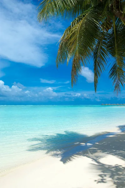 모래사장 바다가 몰디브 섬입니다 야자수 — 스톡 사진