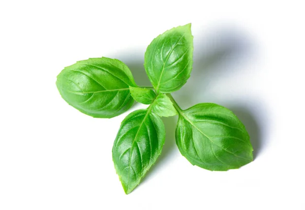 Green Basil Leaves Isolated White Background — Stock Photo, Image