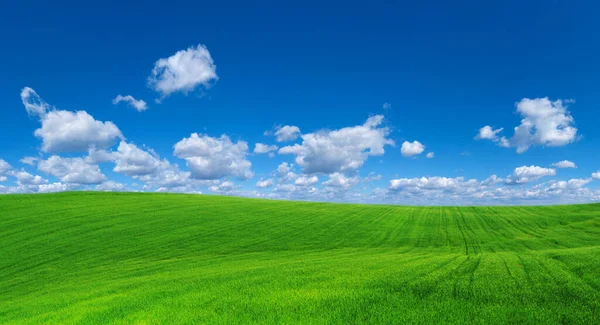 Поле Травы Идеальное Небо — стоковое фото