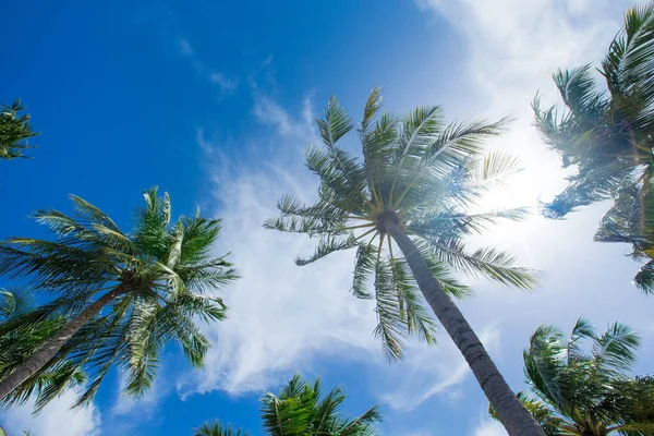 Palmy Proti Modré Obloze Palmy Tropickém Pobřeží — Stock fotografie