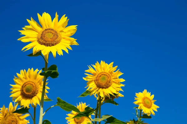 Sunflower Field Cloudy Blue Sky — Stock Photo, Image