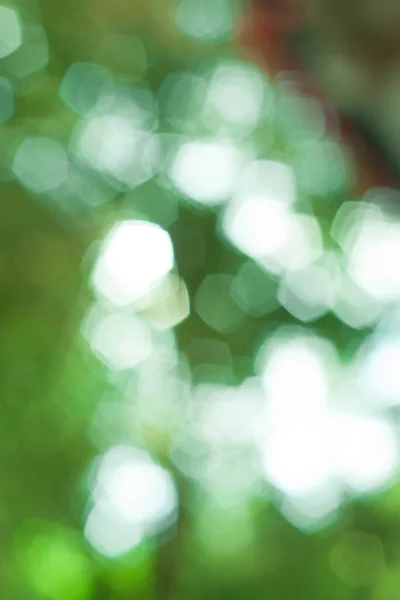 Green Bokeh Tree Green Background — Stock Photo, Image