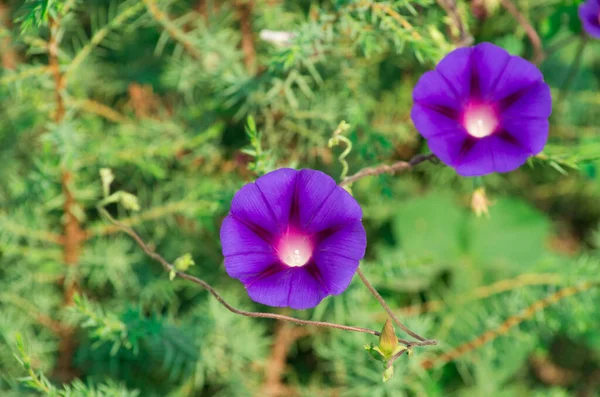 Hermosas Flores Púrpuras Sobre Fondo Verde — Foto de Stock