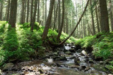 Orman ağaçları. doğa yeşil ahşap güneş ışığı arka planı