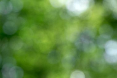 Yeşil bokeh arka plan ve güneş ışığı