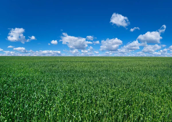 Gräsfält Och Perfekt Himmel — Stockfoto