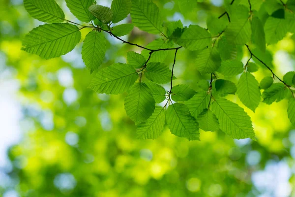 Πράσινο Φύλλα Φόντο Στην Ηλιόλουστη Μέρα — Φωτογραφία Αρχείου