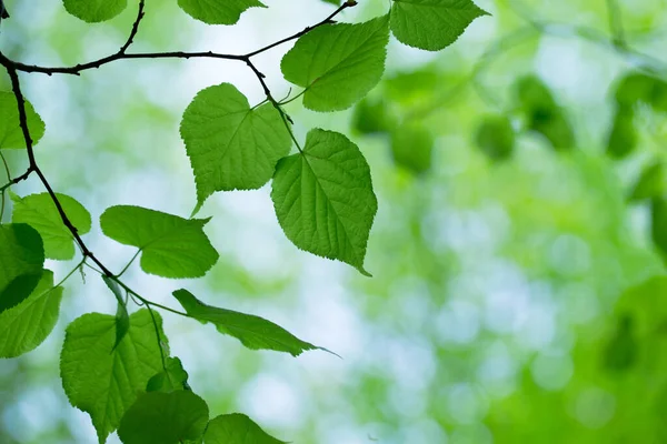 Green Leaves Green Backgrounds — Stock Photo, Image