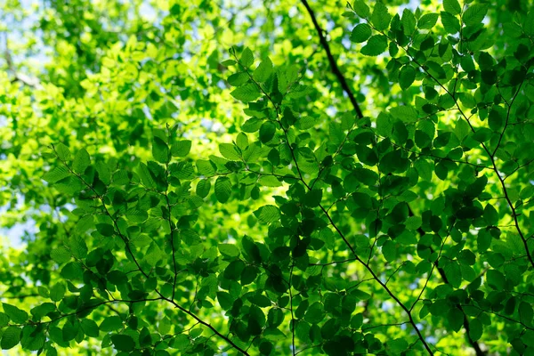 Foglie Verdi Sullo Sfondo Verde — Foto Stock