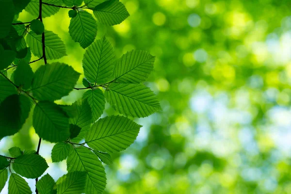 Folhas Verdes Nos Fundos Verdes — Fotografia de Stock