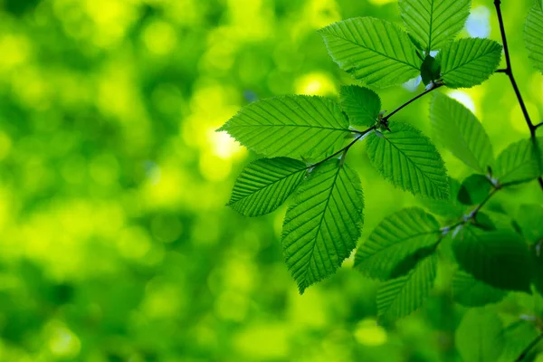 Foglie Verdi Sullo Sfondo Verde — Foto Stock