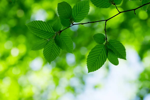 Zelené Listy Zeleném Pozadí — Stock fotografie