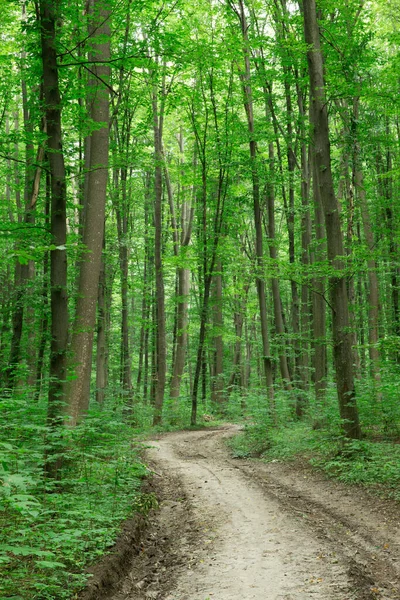 森の木 緑の木漏れ日の背景 — ストック写真