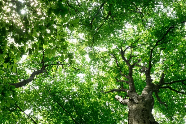 Orman ağaçları. doğa yeşil ahşap güneş ışığı arka planı