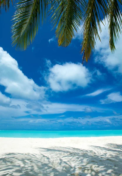 Тропический Мальдивский Остров Белым Песчаным Пляжем Морем Palm — стоковое фото