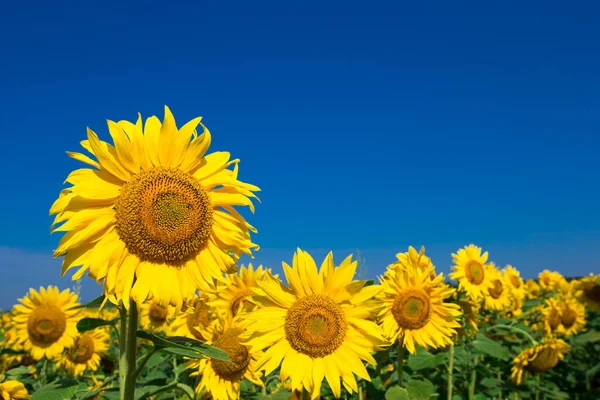 Sunflower Field Cloudy Blue Sky — Stock Photo, Image