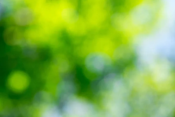 背景のボケ味の緑と日光 — ストック写真