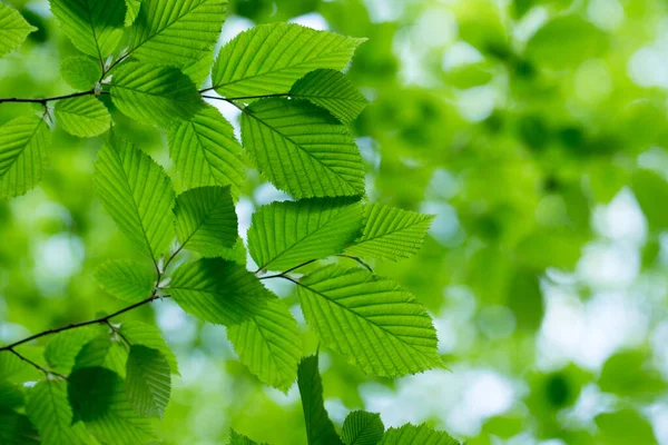 Zelené Listy Zeleném Pozadí — Stock fotografie